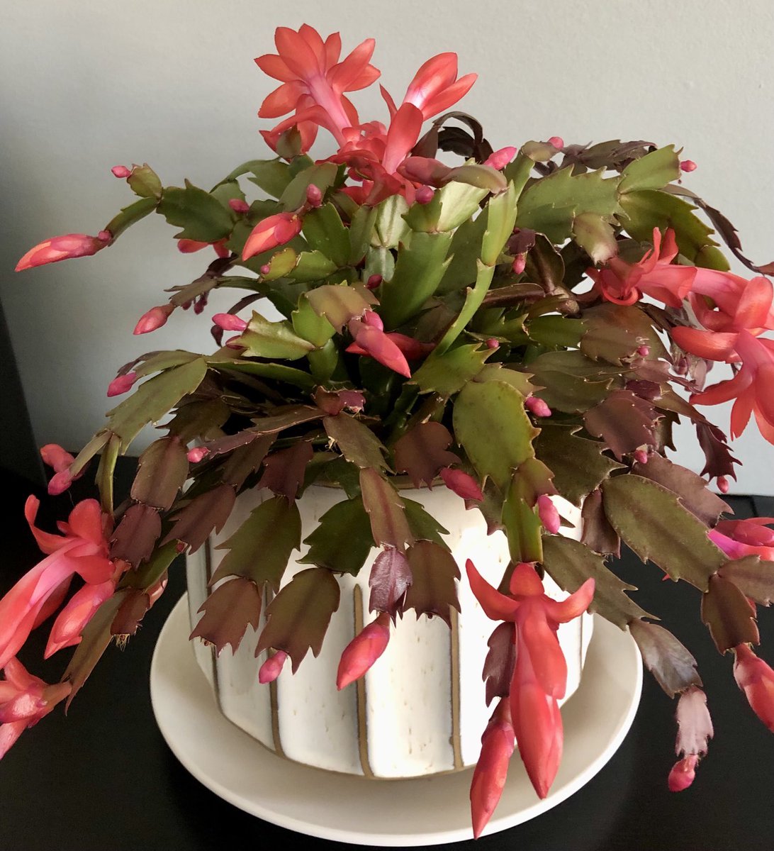 Monah0214's tweet photo. そして…
ここまで成長して今日、花が咲きました🥰🥰🥰
#PictureJournal #Christmas cactus
#クリスマスカクタス https://t.co/fuchiptsP9