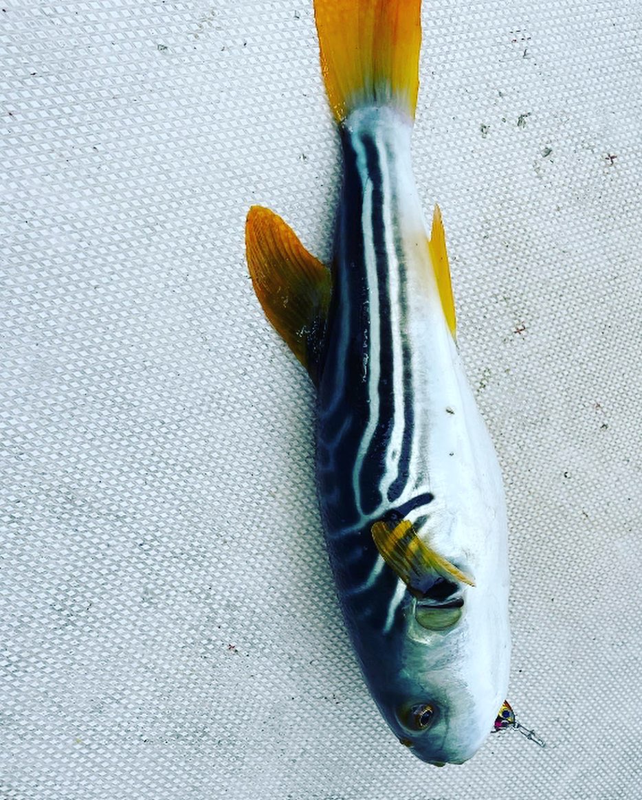 GoodgoOrg's tweet photo. 宮城GoodGo 28ft
11月15日

＃宮城　#東北　#GoodGo #釣船　＃グッドゴー
#Fishing_Esperanza 
#フィッシングエスペランサ
#タイラバ　＃ジギング　#塩釜　#wonmo #wonmomarine ＃タイ　＃スイッチ　#オレンジ　＃青物 https://t.co/jZDavxxZ2o