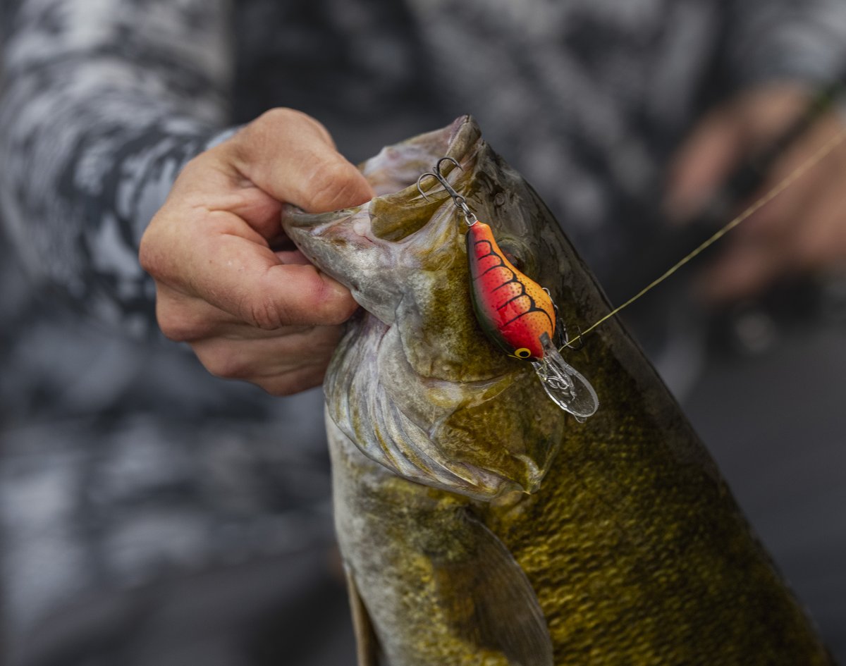 Bagley Baits tweet media