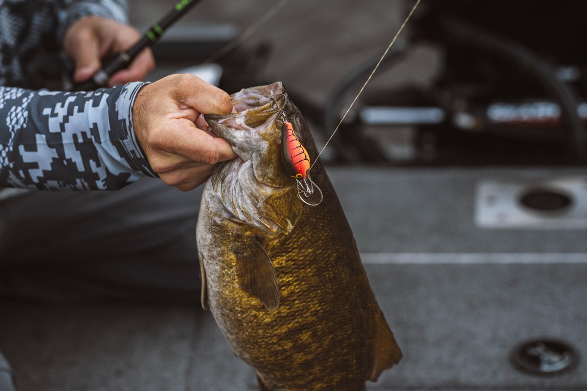 Bagley Baits tweet media