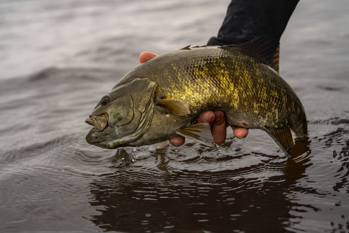 Bagley Baits tweet media