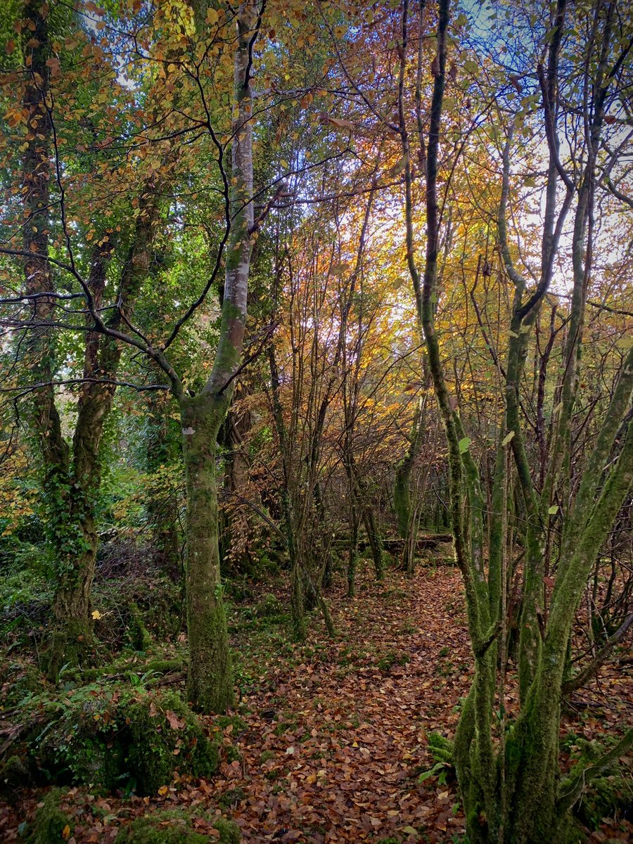 Peter_O_Toole's tweet photo. Getting #lost …well, not really, but definitely off trail in an #AtlanticRainForest in #Clare #Ireland.
The colours are astounding, as is seeing the sky through the canopy! https://t.co/EHB0LkzxxP