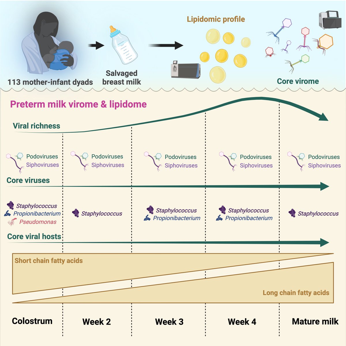 New research paper from the team at Northumbria/Newcastle Universities in Cell Reports. It studies the development of a core community of dsDNA phages in preterm infant mothers milk over the early weeks of lactation and association with milk lipids. cell.com/cell-reports/f…