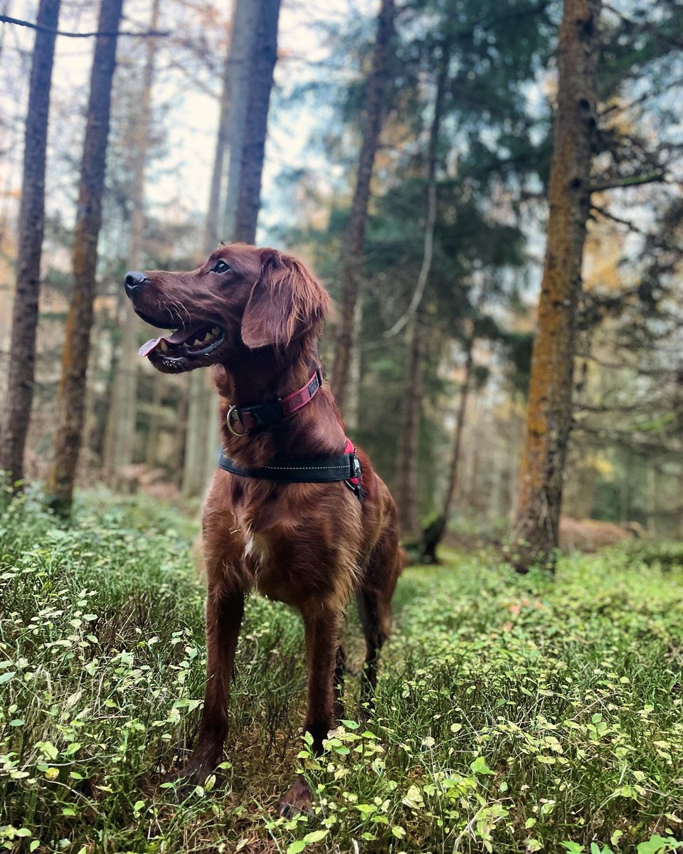 LfcRupert's tweet photo. Making the most of #AutumnBeauty with my #irishsetter Jonas in beautiful #shropshire today #visitshropshire #mortimerforest https://t.co/cx4wbGCiEZ