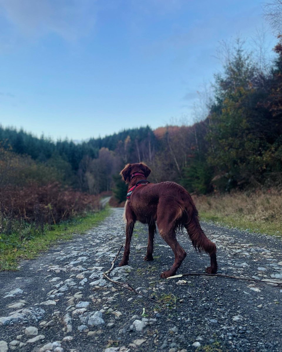 LfcRupert's tweet photo. Making the most of #AutumnBeauty with my #irishsetter Jonas in beautiful #shropshire today #visitshropshire #mortimerforest https://t.co/cx4wbGCiEZ