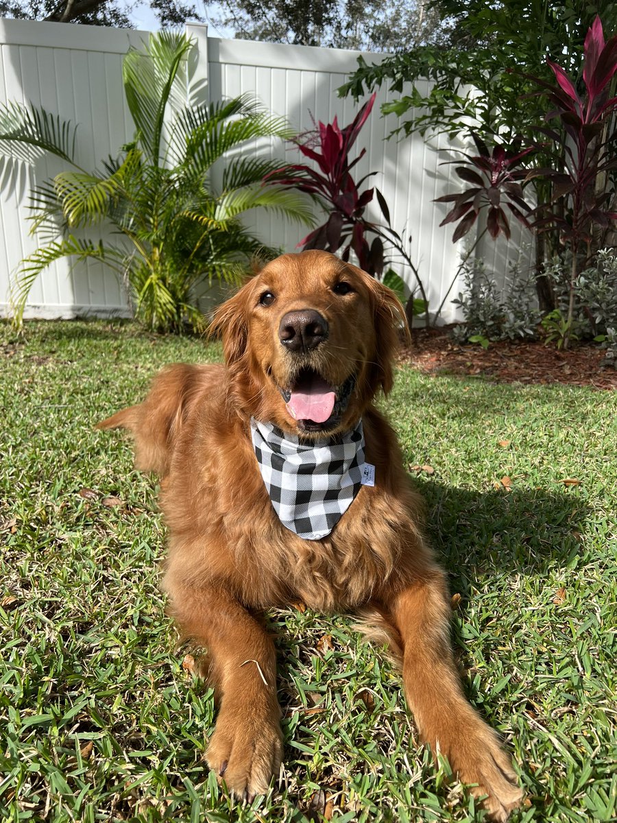 Dog Bandanas great gift for your fur babies 🎄🎄🎄 #dogbandanas #handmadegift #bandanabusiness #etsy #smallbusiness #dogmom #christmasgift #doggift