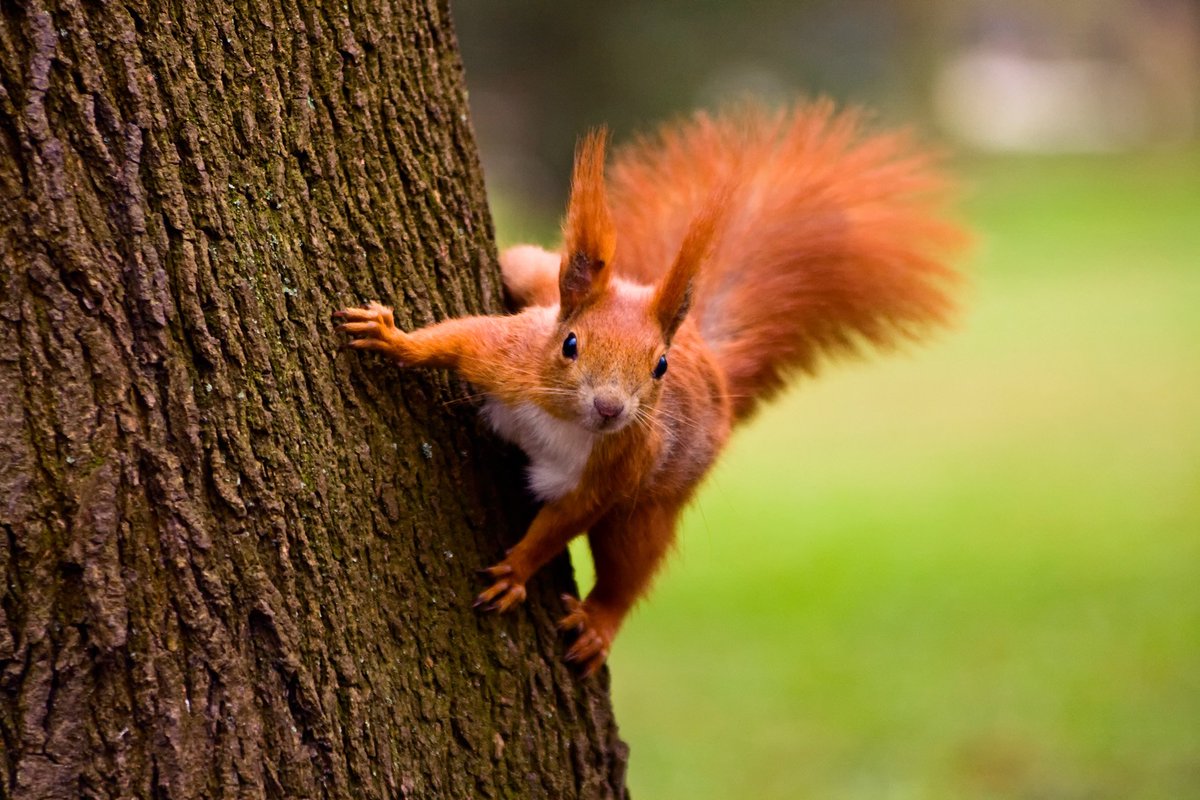 LuxRothChop's tweet photo. @ilovenostalgia Red squirrels https://t.co/HACI3HinQ4