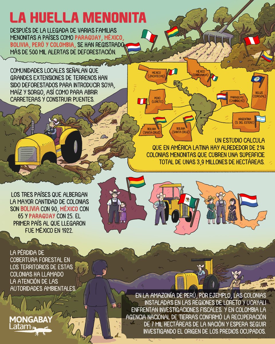 #HistoriaGráfica 🎨
La #DeforestaciónPorMenonitas en #Latinoamérica es alarmante. Investigamos qué hay detrás de más de 500 mil alertas de deforestación en #Paraguay, #México, #Bolivia, #Perú y #Colombia y lo que encontramos es preocupante. ⬇️ es.mongabay.com/2022/10/huella…