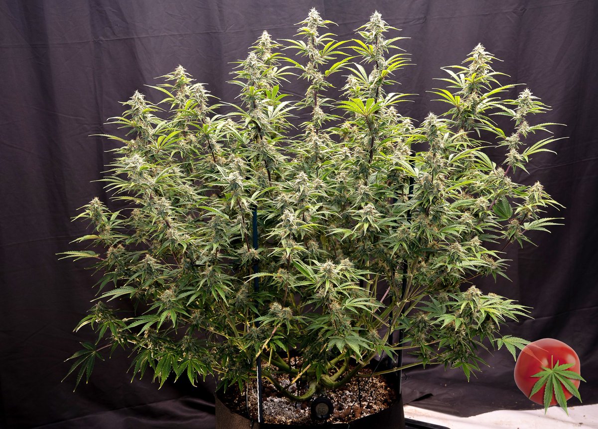 canamatoes's tweet photo. Check out this 747 Mephisto Mango Smile 
day 66 from seed &amp; super trained to the 9's 💪✂️ 
How's she looking?
@MephistoGenetic @photontek 
@Mmemberville_ #growyourown #cannabisindustry #CannabisCommunity #Weedmob #weedsmokers #autoflower #Photontek #X1000WPRO https://t.co/Av5KXA1Ldq