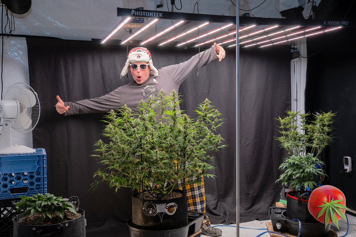 canamatoes's tweet photo. Check out this 747 Mephisto Mango Smile 
day 66 from seed &amp; super trained to the 9's 💪✂️ 
How's she looking?
@MephistoGenetic @photontek 
@Mmemberville_ #growyourown #cannabisindustry #CannabisCommunity #Weedmob #weedsmokers #autoflower #Photontek #X1000WPRO https://t.co/Av5KXA1Ldq