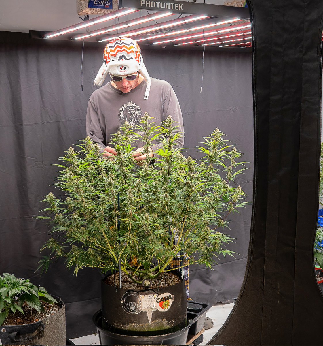 canamatoes's tweet photo. Check out this 747 Mephisto Mango Smile 
day 66 from seed &amp; super trained to the 9's 💪✂️ 
How's she looking?
@MephistoGenetic @photontek 
@Mmemberville_ #growyourown #cannabisindustry #CannabisCommunity #Weedmob #weedsmokers #autoflower #Photontek #X1000WPRO https://t.co/Av5KXA1Ldq