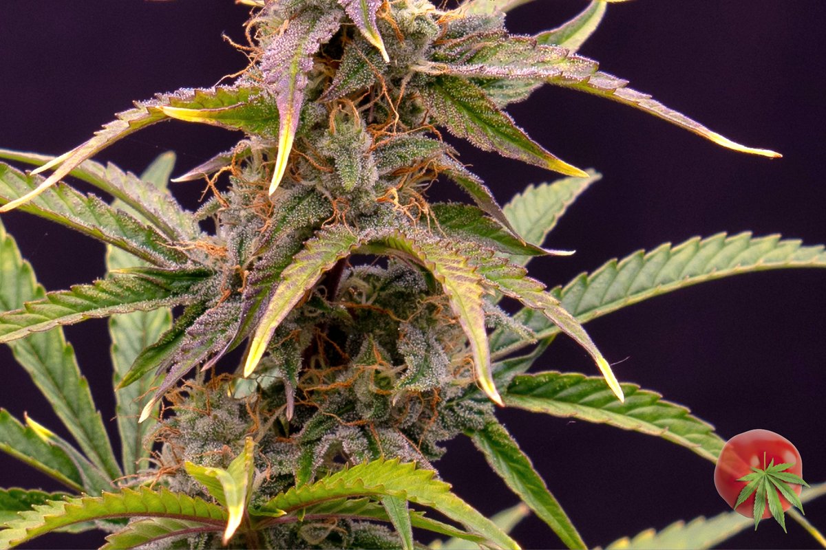canamatoes's tweet photo. Check out this 747 Mephisto Mango Smile 
day 66 from seed &amp; super trained to the 9's 💪✂️ 
How's she looking?
@MephistoGenetic @photontek 
@Mmemberville_ #growyourown #cannabisindustry #CannabisCommunity #Weedmob #weedsmokers #autoflower #Photontek #X1000WPRO https://t.co/Av5KXA1Ldq