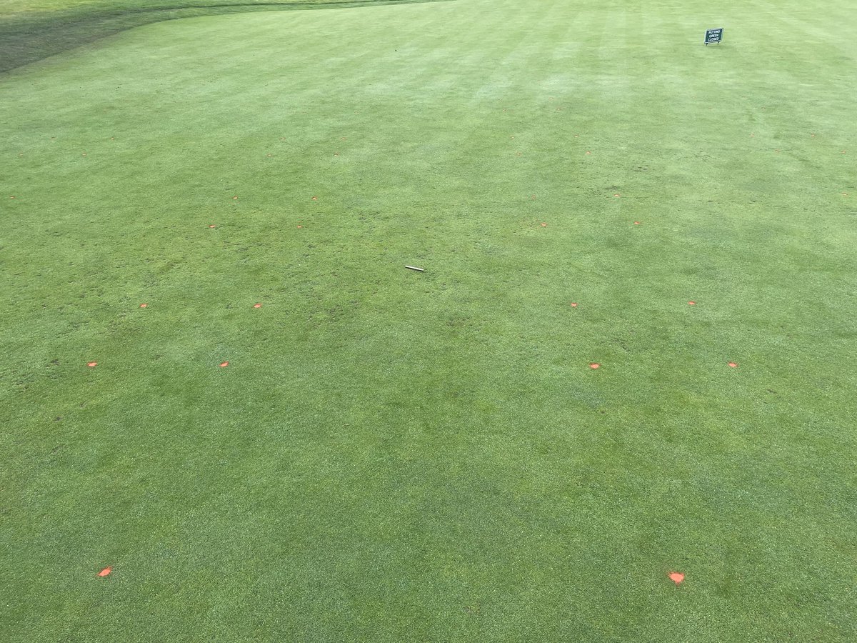 #Anguina nematode damage is getting worse, but look at the experimental product applied above and below control plot (pen). That’s just one application. 😊 @gcsanc @gcsacc @OregonGCSA @SyngentaTurf @joeballmer