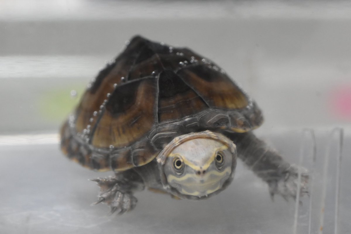 BigHead342931's tweet photo. おはようございます☁
ミシニはいいぞ〜
#SternotherusOdoratus
#StinkPot https://t.co/bxaM1BamAY