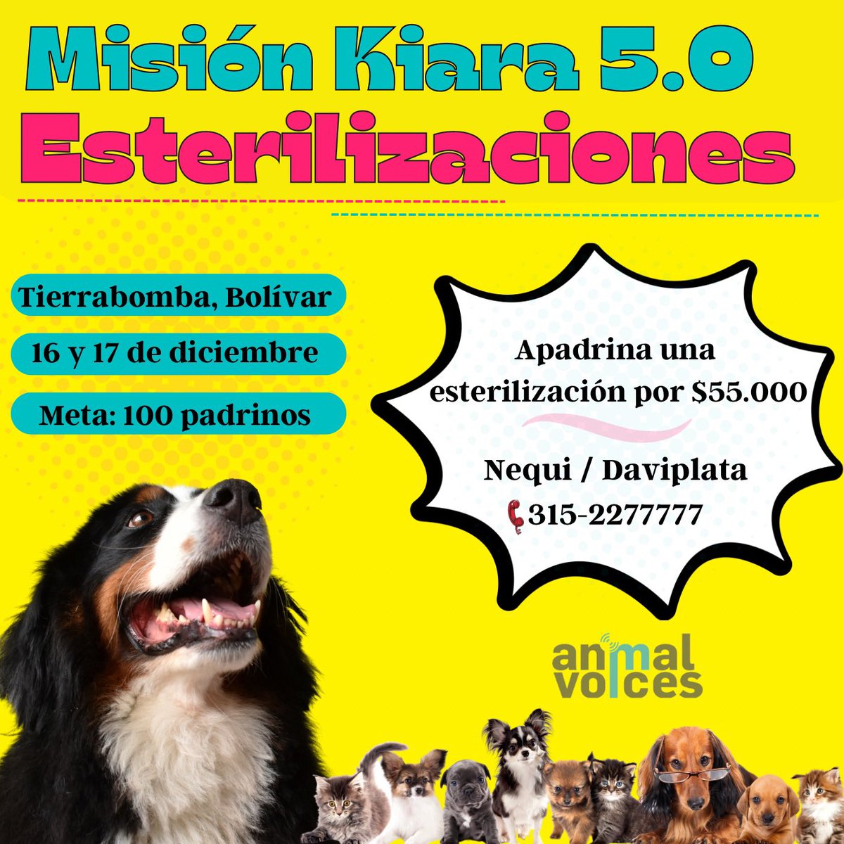 CamiloJaramill's tweet image. Un RT o Repost por favor 🙏

Misión Kiara 5.0, vamos a esterilizar perritos y gaticos en Tierrabomba, Bolívar. Un lugar donde crece el número de animales en condición de calle y aumentan los problemas de salud pública. 

Necesitamos Padrinos 🙏 

@MONYRODRIGUEZOF @Marce_Tabares