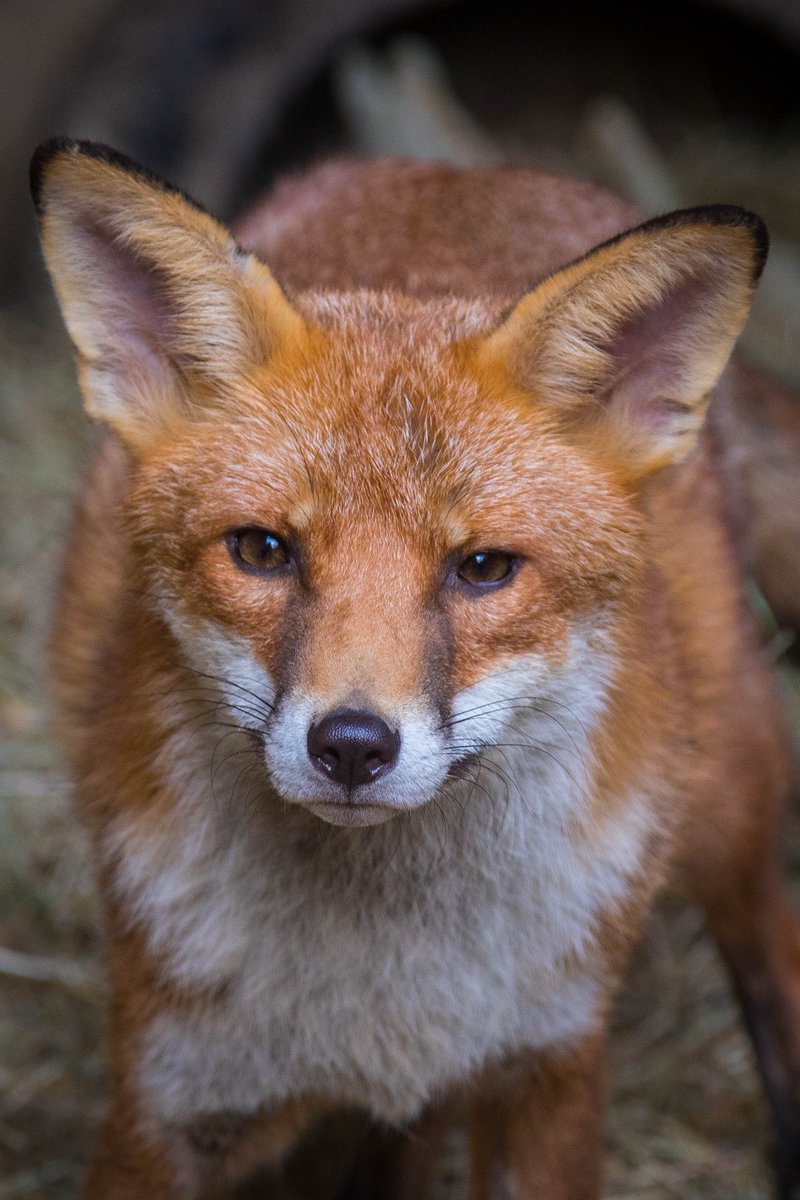 #foxoftheday ⁦@ChrisGPackham⁩ handsome young man looking handsome.
