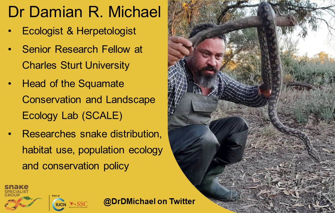 IUCN Snake Specialist Group (@iucn_ssg) on Twitter photo Members highlight! Here's what our IUCN Snake Specialist Group member, <a href="/DrDMichael/">Damian Michael</a>, gets up to! Nice Carpet Python too 😍. Members highlight! Here's what our IUCN Snake Specialist Group member, <a href="/DrDMichael/">Damian Michael</a>, gets up to! Nice Carpet Python too 😍.