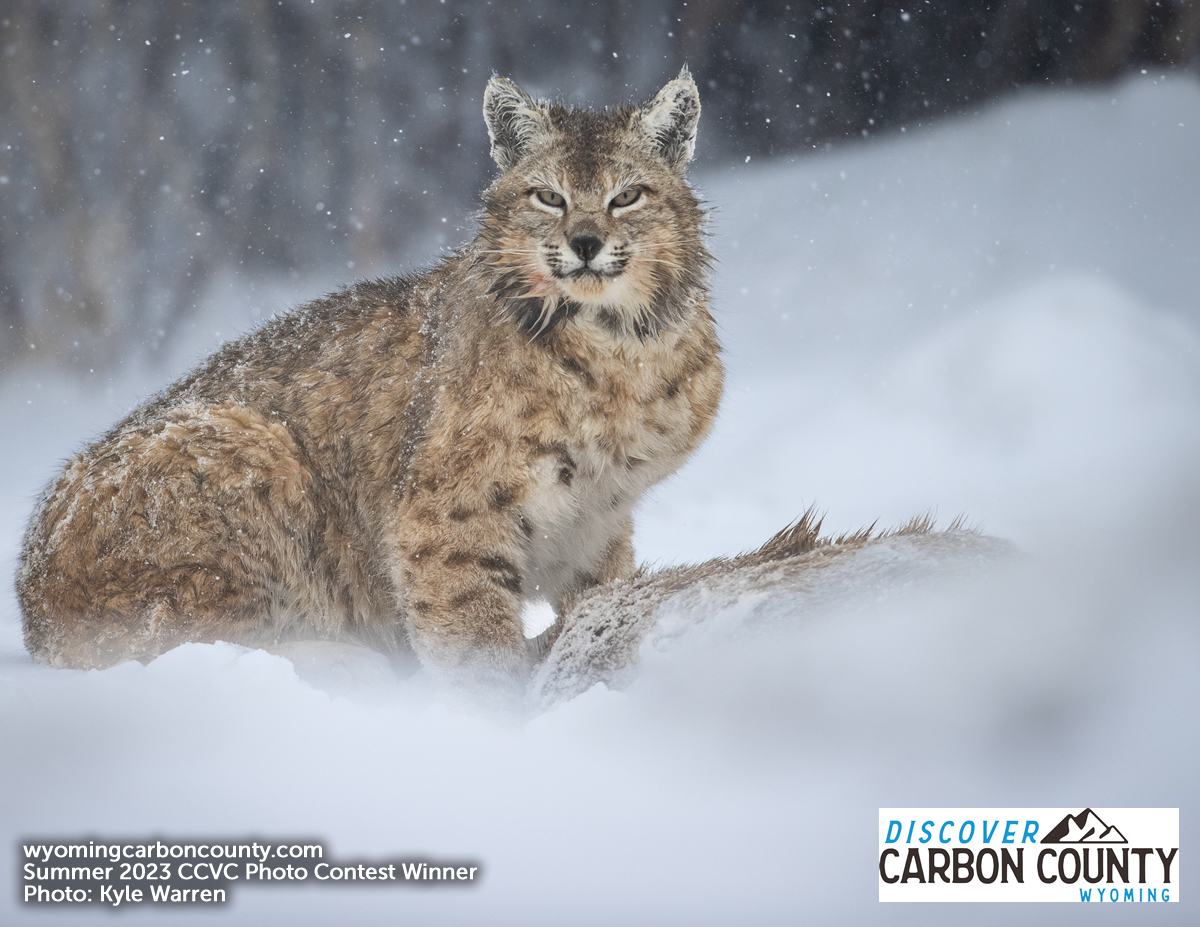 Discover Carbon County, WY tweet media
