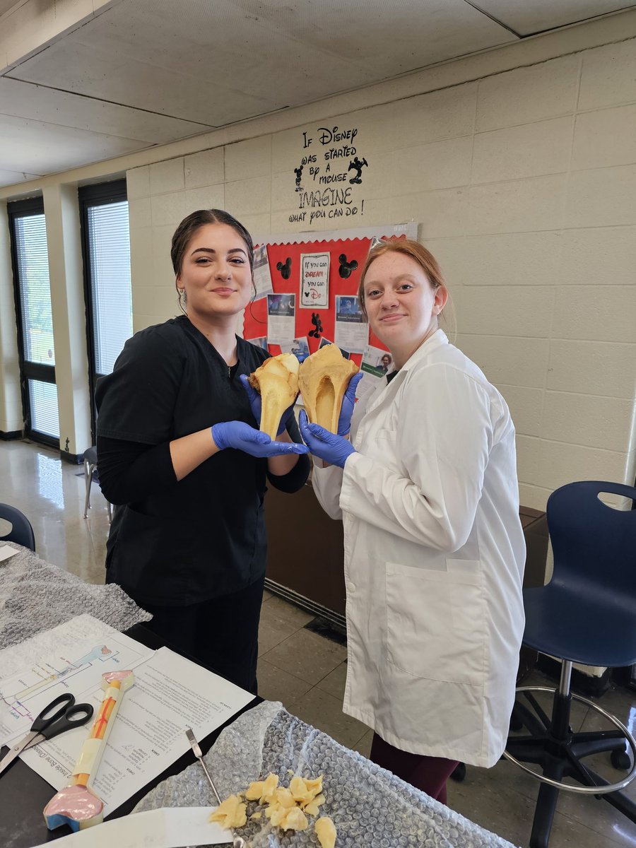 PCSDbiomedical's tweet photo. Can't believe we are already into 2nd quarter! Seniors have been busy and if I don't post these pics from the bone dissection they might never forgive me! @ParmaSchools @pcsdcte https://t.co/EAjAWPZVCJ