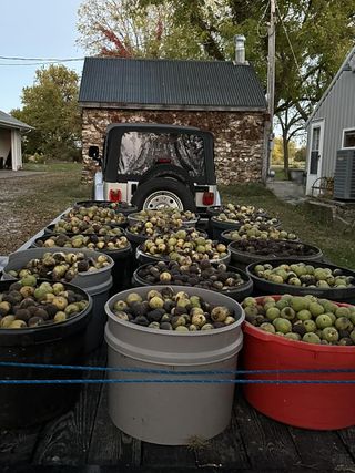 BlackWalnuts's tweet photo. A huge THANK YOU to all who participated in this year's Harvest!  We would not be here without all of our hardworking hullers &amp; the communities across the Ozarks &amp; Midwest that collect &amp; turn in their #blackwalnuts each year.

#blackwalnutharvest #wildfoods #handharvested https://t.co/2bq8TxxnJV
