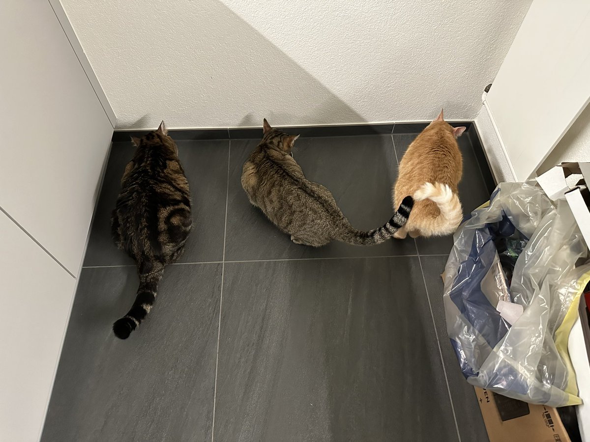 yourNeighBear's tweet photo. Erstes Abendessen im neuen Haus 🥰 https://t.co/4DJAWzAERD