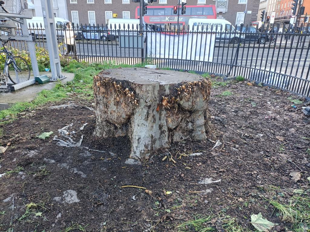 caryatid9's tweet photo. And now look at the vindictive mutilation by HS2 of the new growth cut from the tree stumps https://t.co/NowfclxQRZ