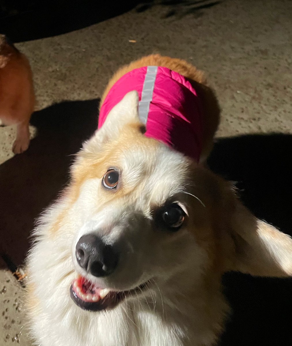 So I got a puffy jacket from Dado. 
In Pink and can’t wait for checking it out in the snow. 

How does it look?  

#CorgiCrew