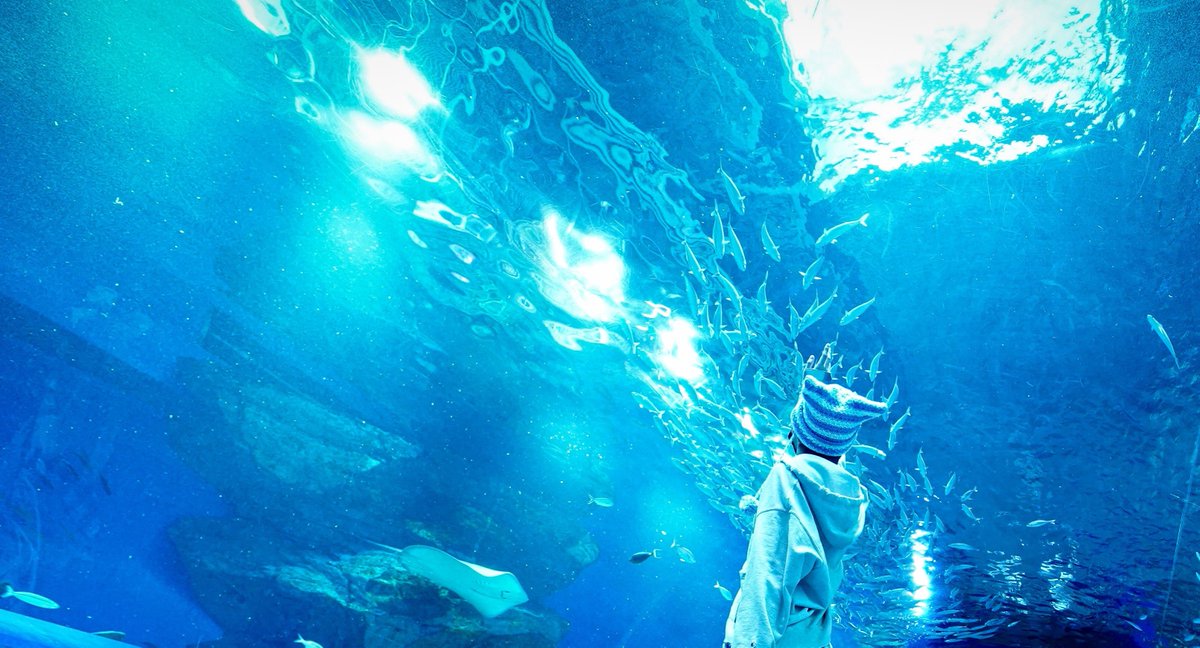 僕夢 初兎 118個まとめ売り 僕夢 初兎 118個まとめ売り