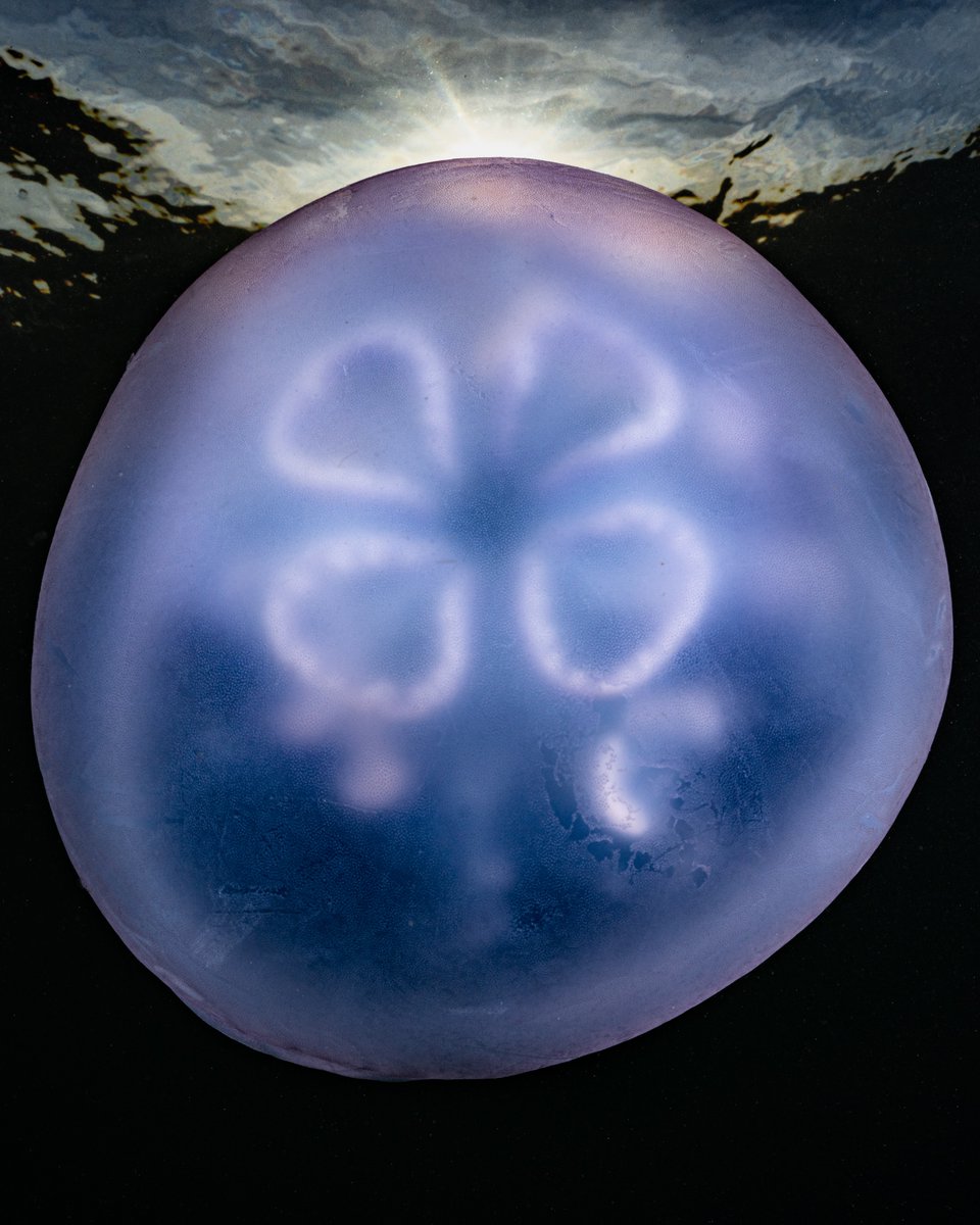 Moon jelly at sunset in Monterey Bay yesterday