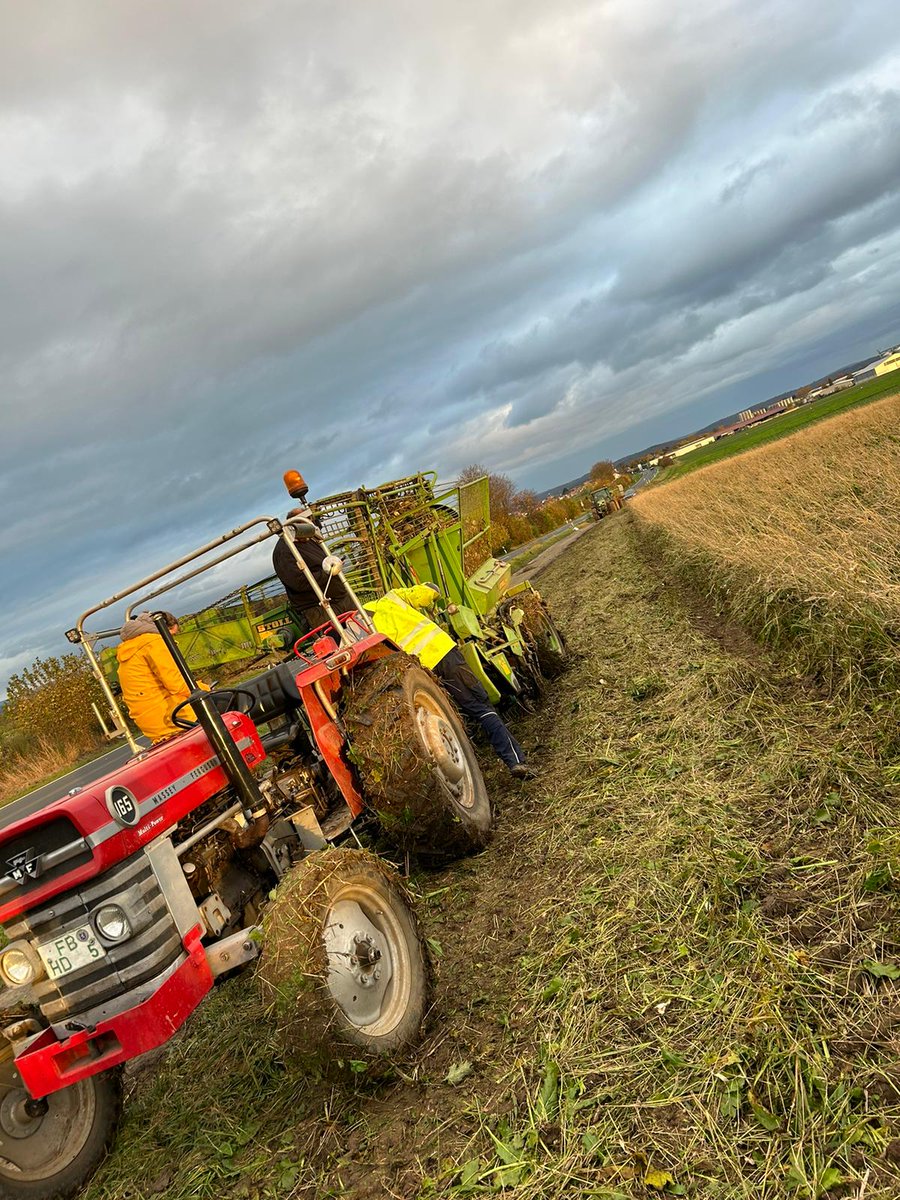profiMagazin's tweet photo. Old but Gold, ein #MasseyFerguson 165 mit #Stoll V 50 K Rübenroder. https://t.co/1fQ6RUpmcR