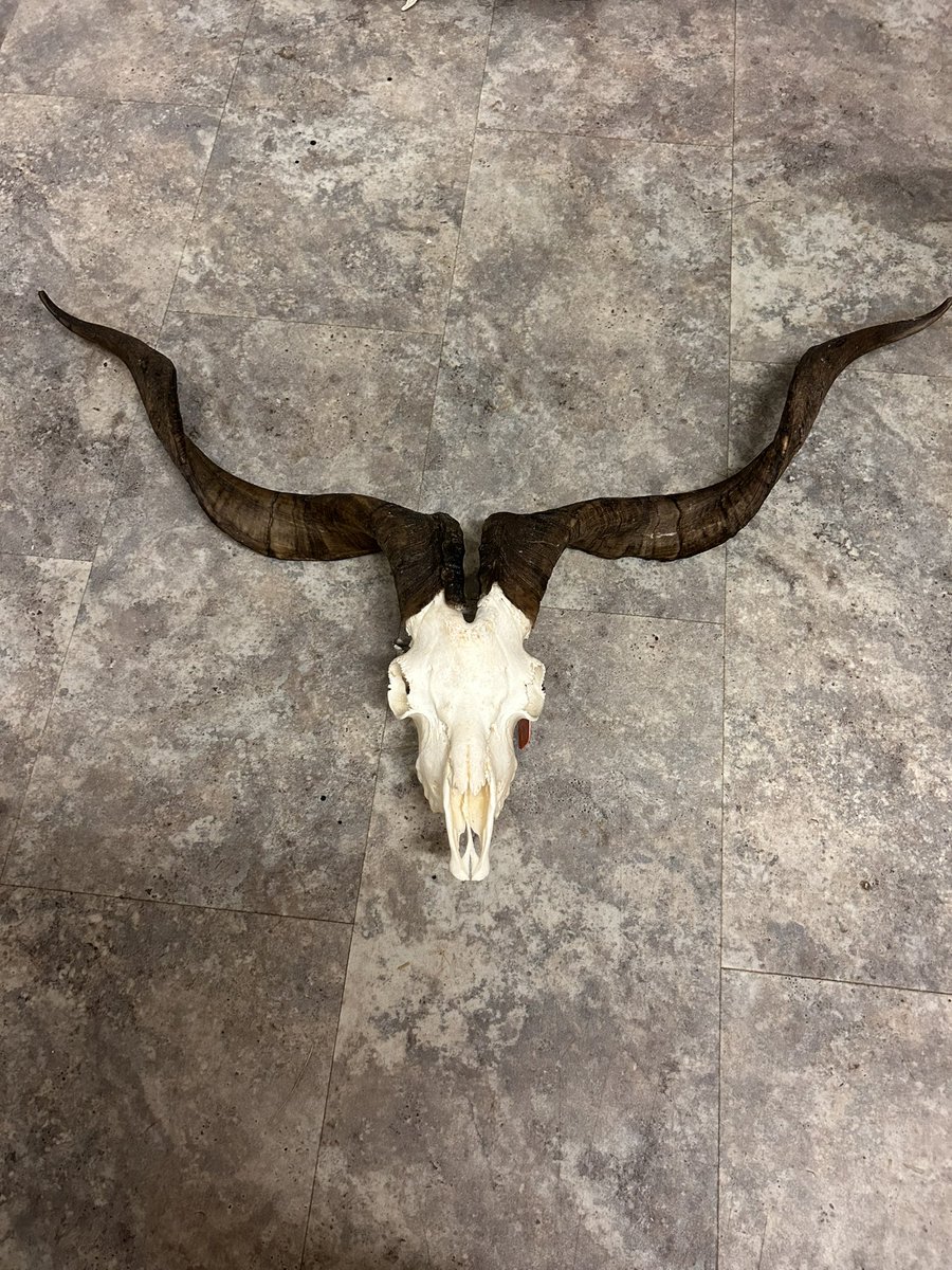 ACTaxidermy tweet picture