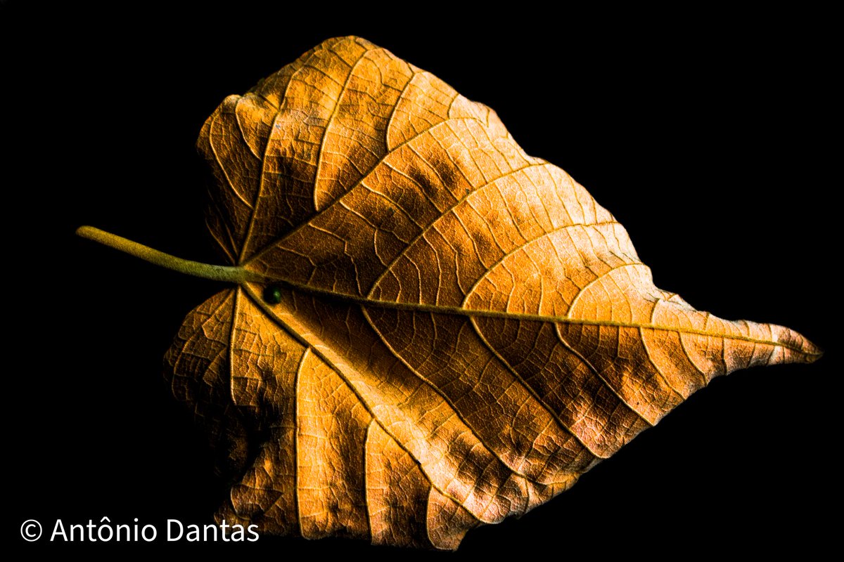 ajdmanso's tweet photo. #NFTs #NFTPhotography #nftcommunity #fineartphotography https://t.co/Q4G7BBYTxB