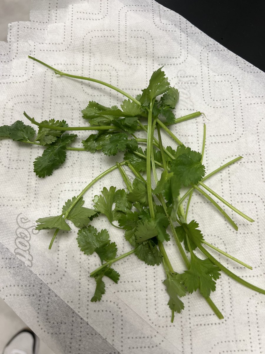coachjstroh's tweet photo. Started off anatomy with a cilantro taste test to test for the PTC gene as we look at taste &amp; the tongue. Then in Biomed, we took polygraph tests with heart rate and respiration rate monitors! @VernierST #PLTWPBS #prosperscience @prosperCTE https://t.co/hR8SSR22AZ
