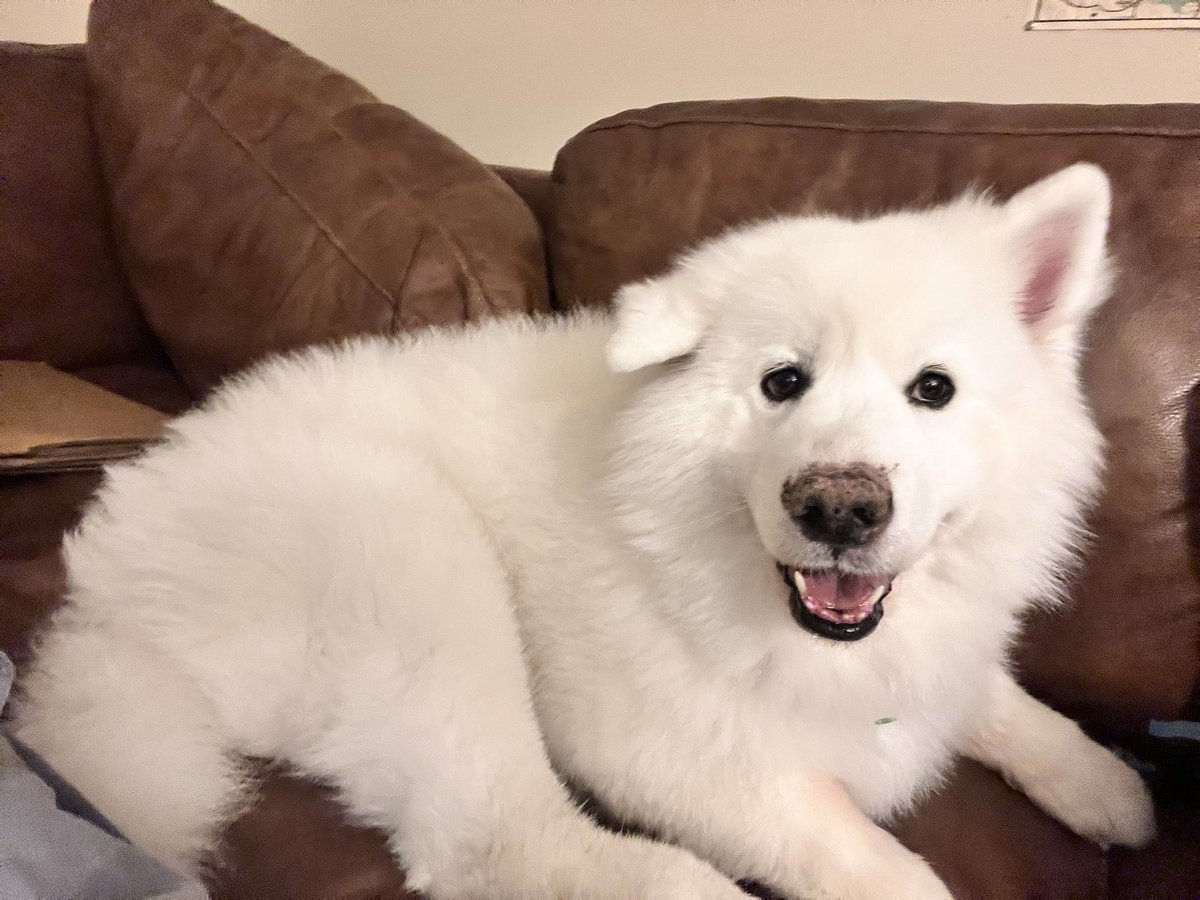 noahwiedel's tweet photo. Happy 5th birthday to the goodest boy https://t.co/hacNmeH9io