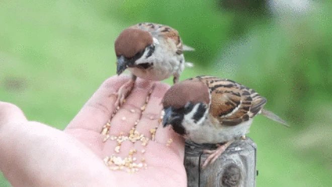 Sự thật thú vị về loại chim sẻ passeridae
Mà không phải ai cũng biết 😱😱

Chim sẻ: Trọn đời nghi kị và trả đũa cay độc
Chim sẻ (Passeridae) là loài có lối sống một vợ một chồng. Chỉ có điều, cả "chồng" lẫn "vợ" đều... trăng hoa. Và quan trọng hơn là