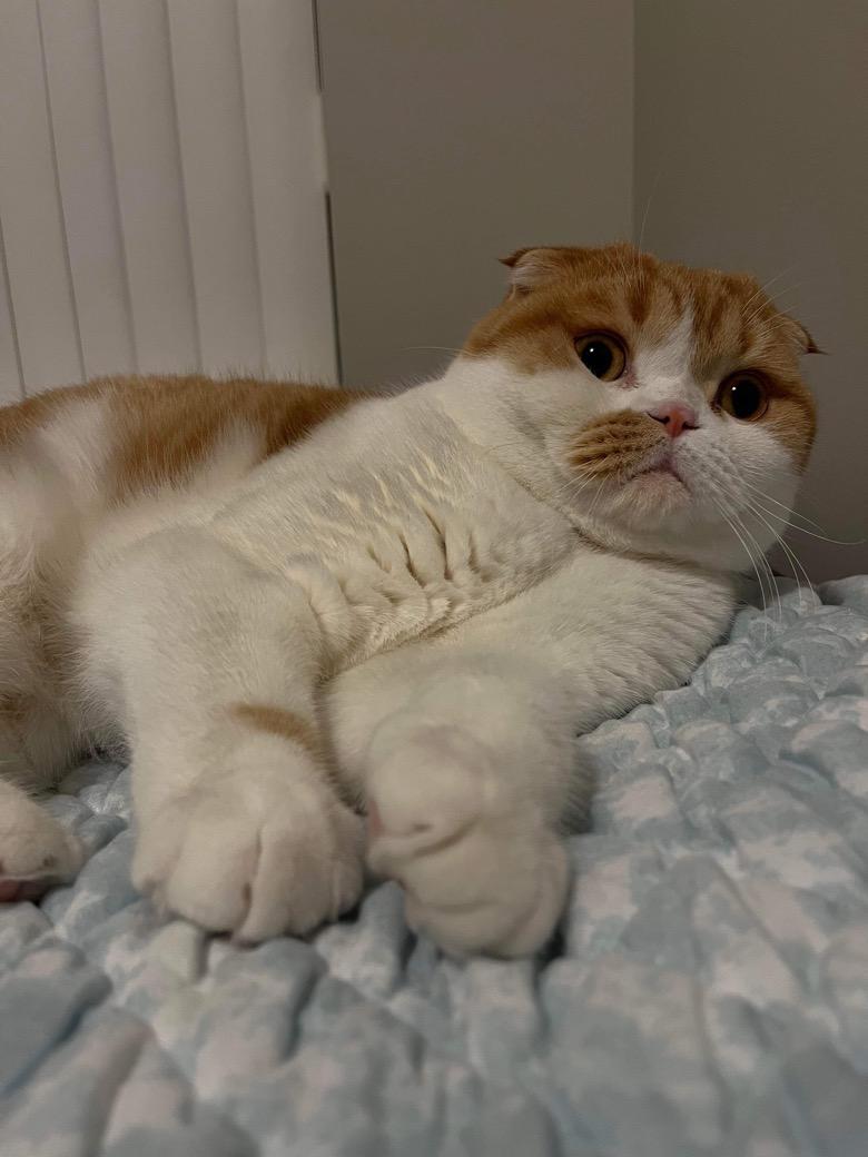 ca_movely's tweet photo. Featuring this cute señor. His name is Moose. He decided to show off his cute paws in an adorable pose.
#Pawfection #Moose https://t.co/6EMPud5mxj