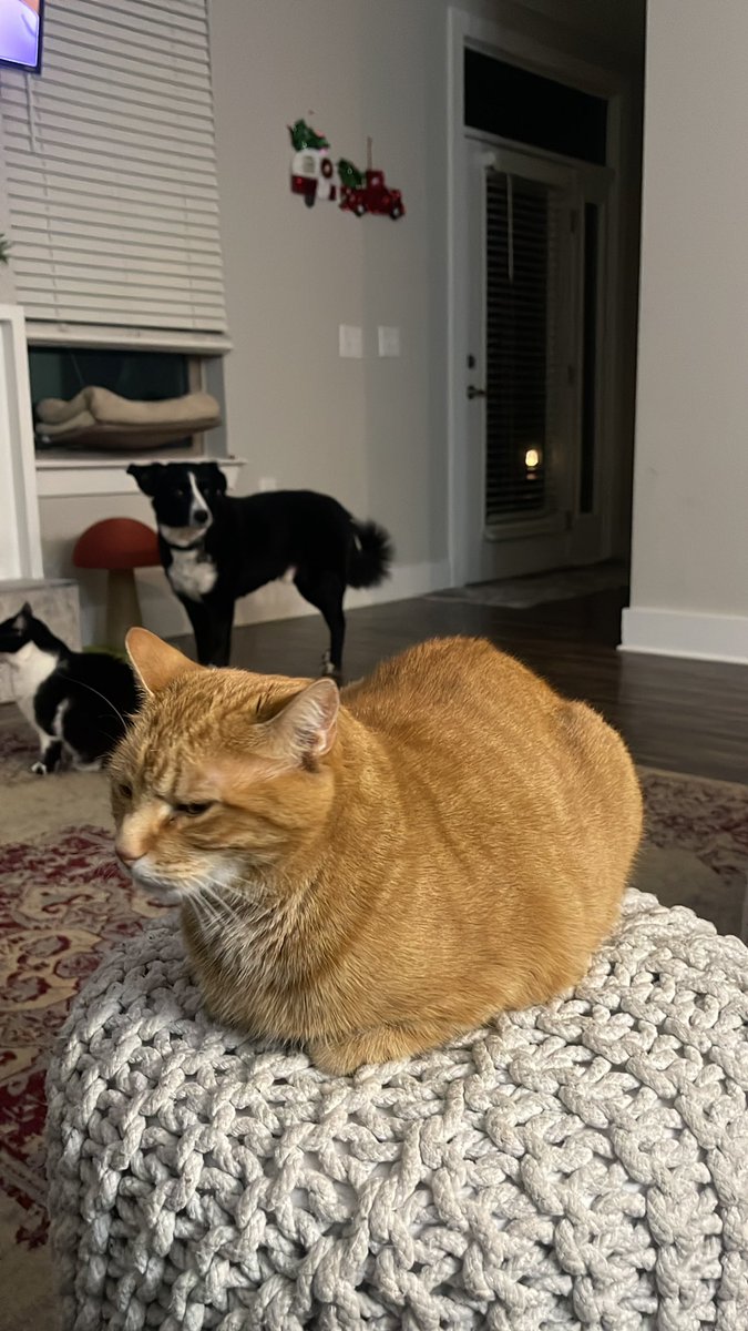 Korean_Jesus14's tweet photo. Straight loafin https://t.co/VKQa21EL35