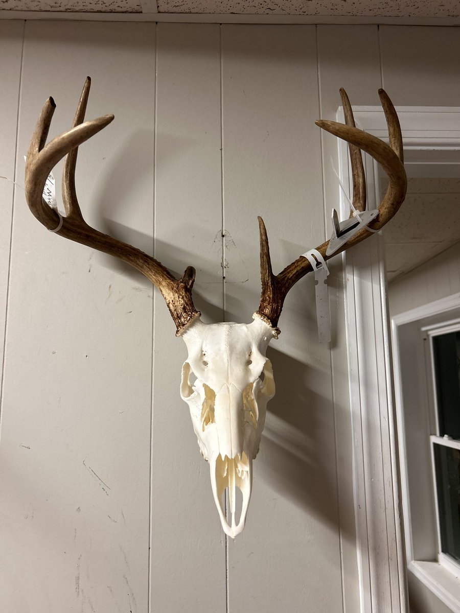 ACTaxidermy tweet picture