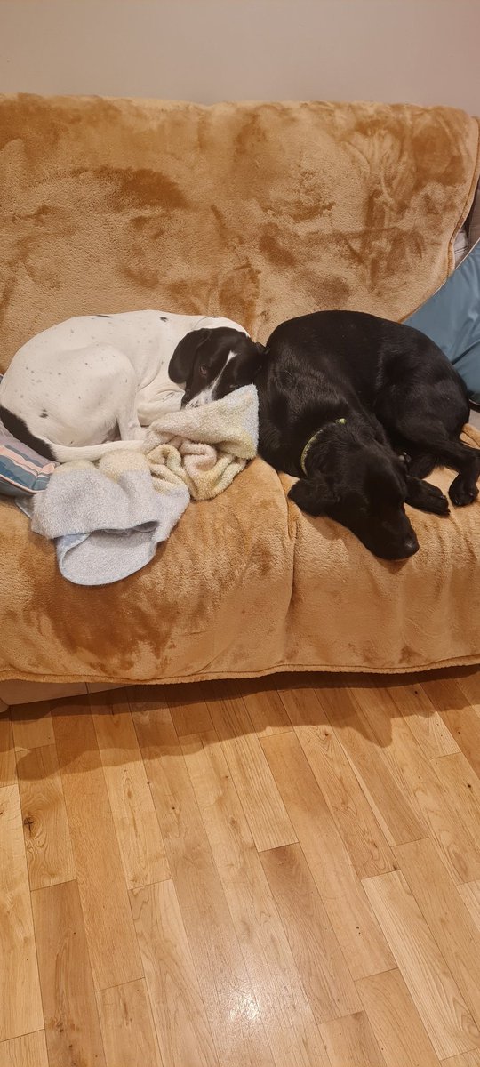 Rubble decided to go to his bed and get his blanket, bring it into the living room, and hopped up onto the couch. Crazy dog makes us laugh every day.