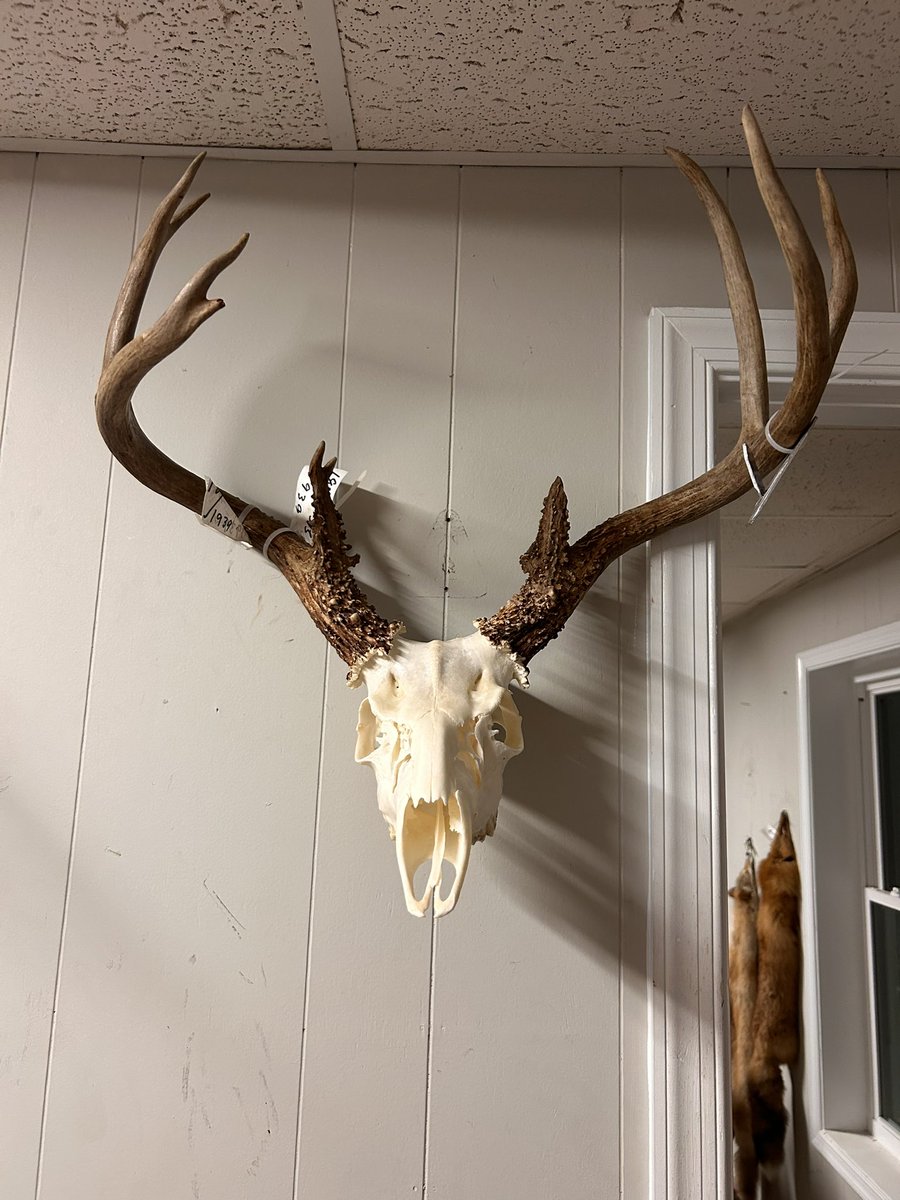 ACTaxidermy tweet picture