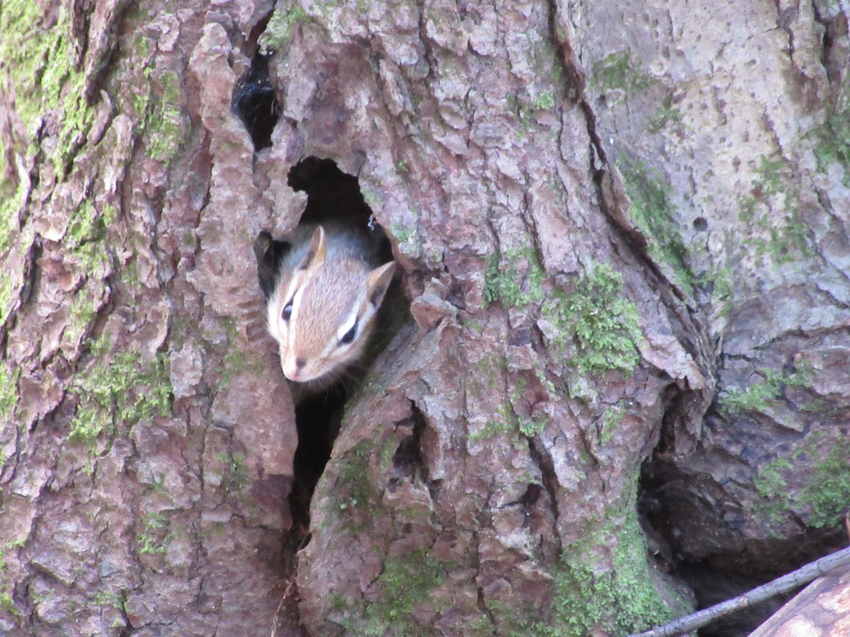 Safigirl17's tweet photo. A depressing world and depressing times, but chipmunks always cheer me up. They are like happy pills for me. How can they be so darn cute?!
#EasternChipmunk #LoveWildlife #LittleCharmers 🐿️ https://t.co/5nBF6ZNbUS