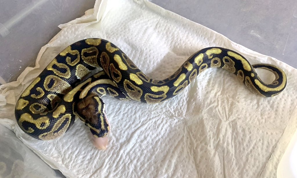 othimusyamusya's tweet image. 🆕2023国内CBボールパイソンベビー仕上がってます🐍

♀️多し😎ですが♂️が重要です押忍🔥

#BreedersReptilesShopGoisu 
#ボールパイソン