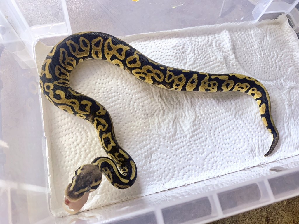 othimusyamusya's tweet image. 🆕2023国内CBボールパイソンベビー仕上がってます🐍

♀️多し😎ですが♂️が重要です押忍🔥

#BreedersReptilesShopGoisu 
#ボールパイソン