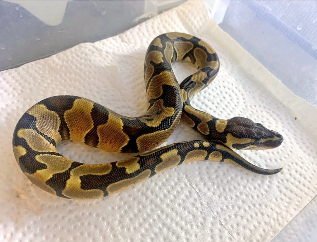 othimusyamusya's tweet image. 🆕2023国内CBボールパイソンベビー仕上がってます🐍

♀️多し😎ですが♂️が重要です押忍🔥

#BreedersReptilesShopGoisu 
#ボールパイソン