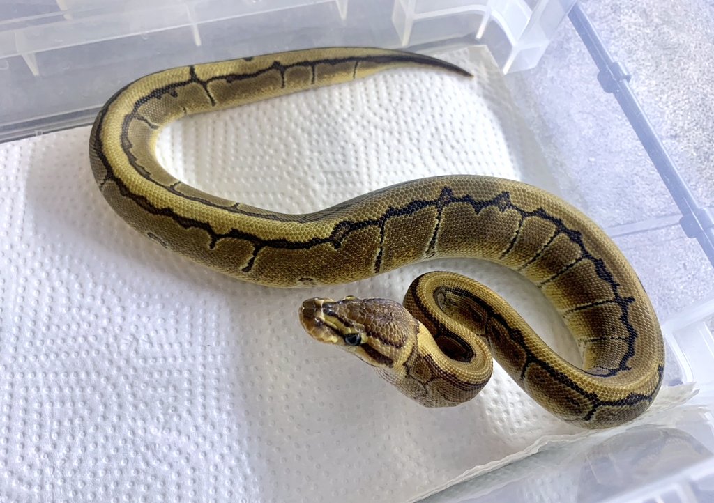 othimusyamusya's tweet image. 🆕2023国内CBボールパイソンベビー仕上がってます🐍

♀️多し😎ですが♂️が重要です押忍🔥

#BreedersReptilesShopGoisu 
#ボールパイソン