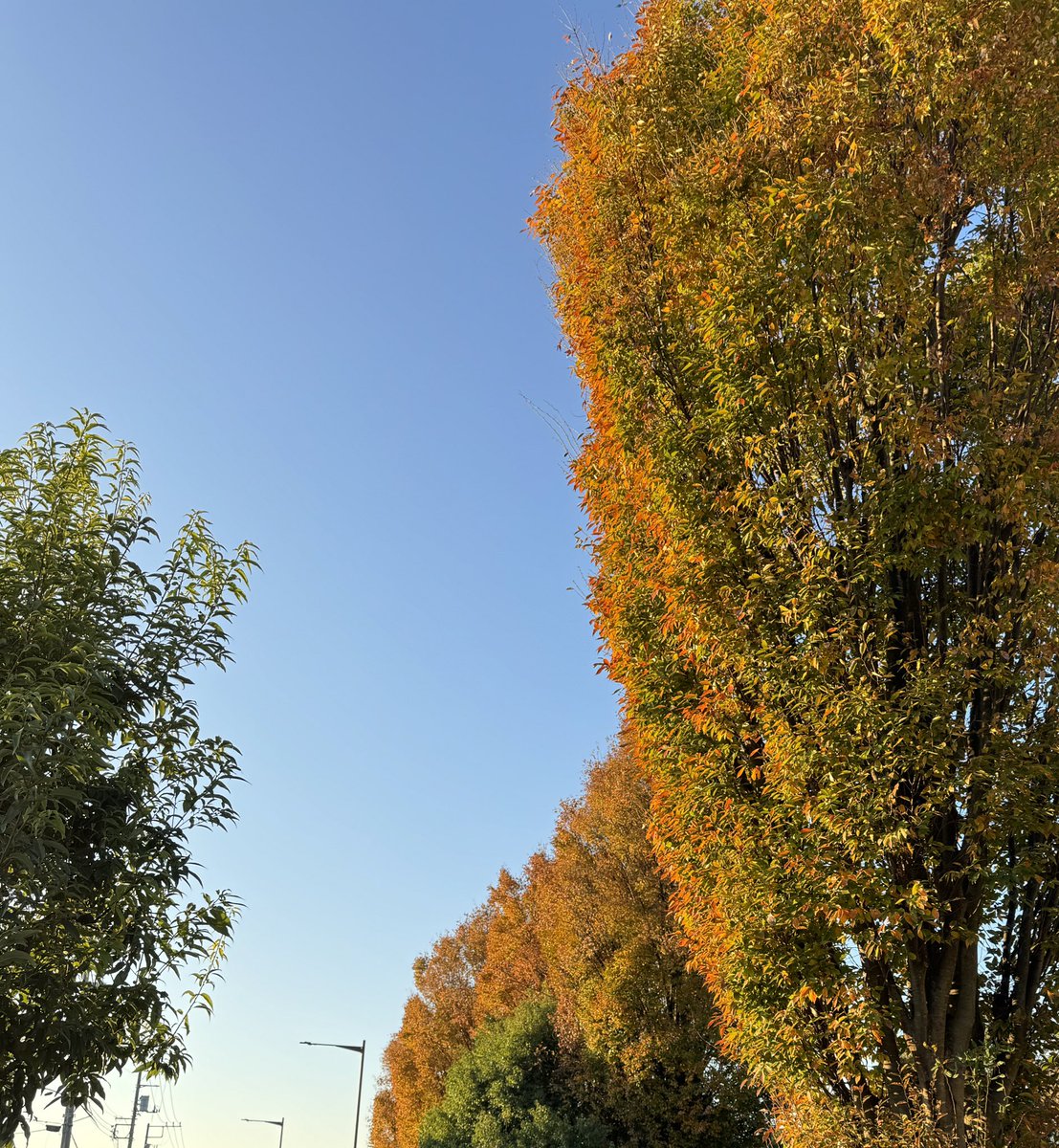 「少し前に行った公園付近の風景いつのまにか秋から冬の雰囲気になってきましたね」|なるあすくのイラスト