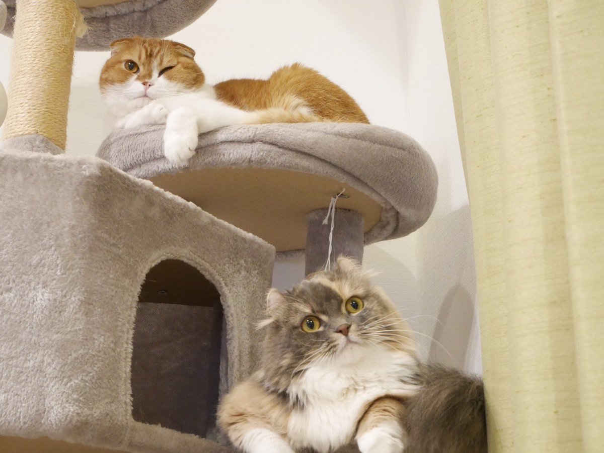 nico25sco's tweet photo. 最近、二匹の固定ポジション

#猫 #猫好きさんと繋がりたい https://t.co/odu3oxidkG