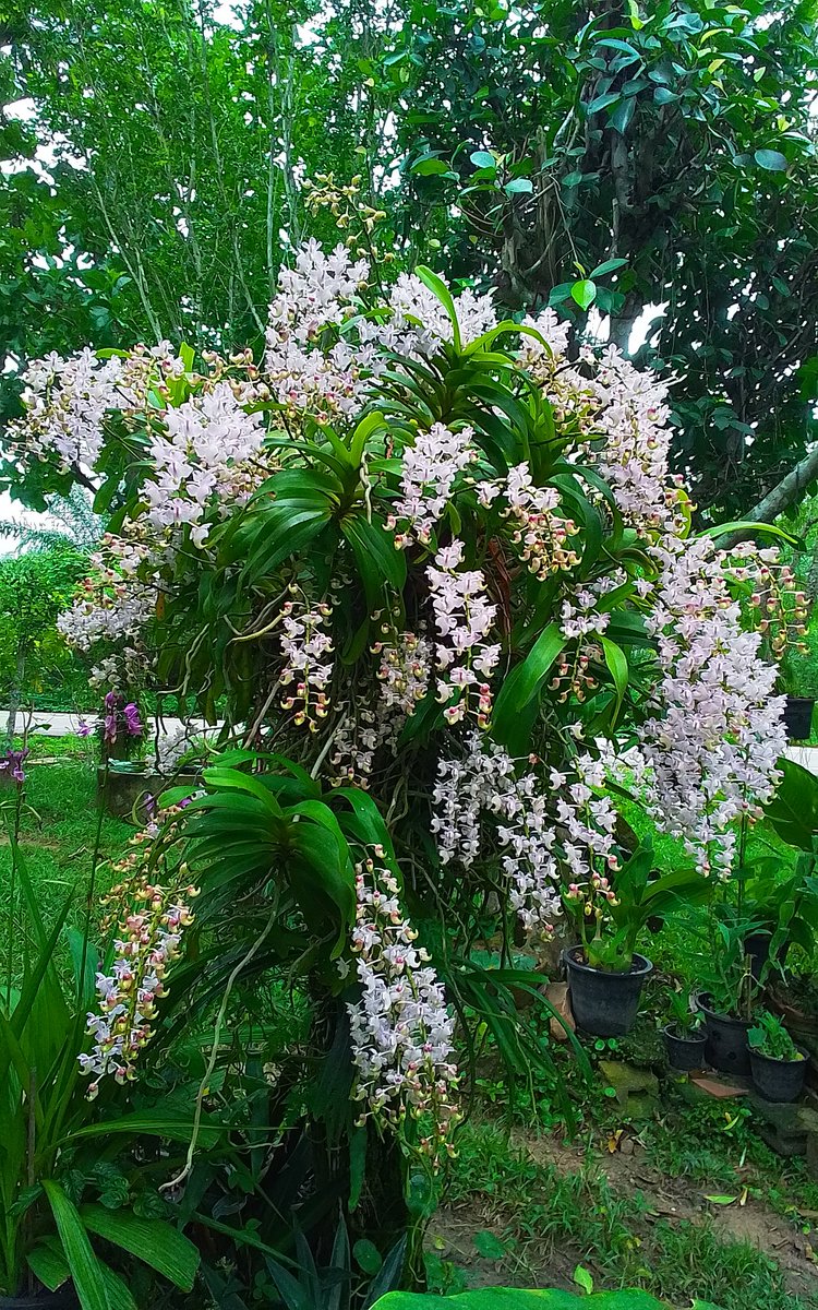 rsutti4's tweet photo. กล้วยไม้ กลิ่นหอมกระจาย https://t.co/LJupiZZTII