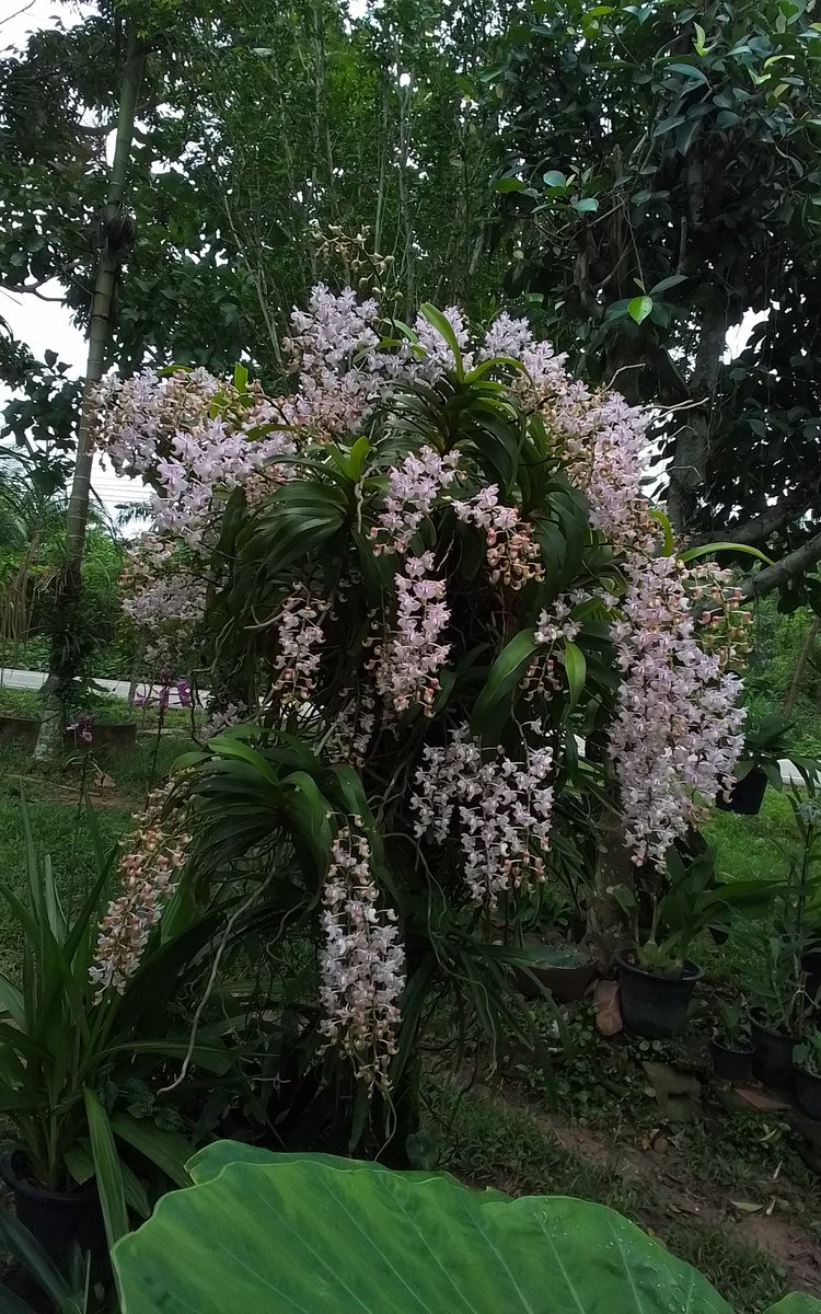 rsutti4's tweet photo. กล้วยไม้ กลิ่นหอมกระจาย https://t.co/LJupiZZTII