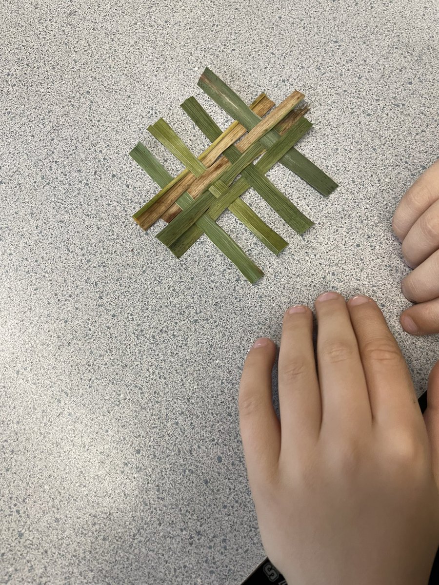 Our learning of natural resources continues! Today we learned about Indigenous uses of cedar, how to harvest it and then practiced weaving with cat tails! #sd33learns